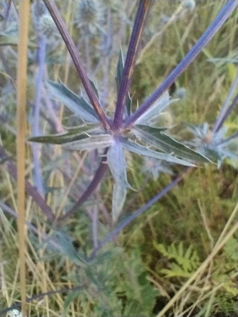 Edeldistel 20