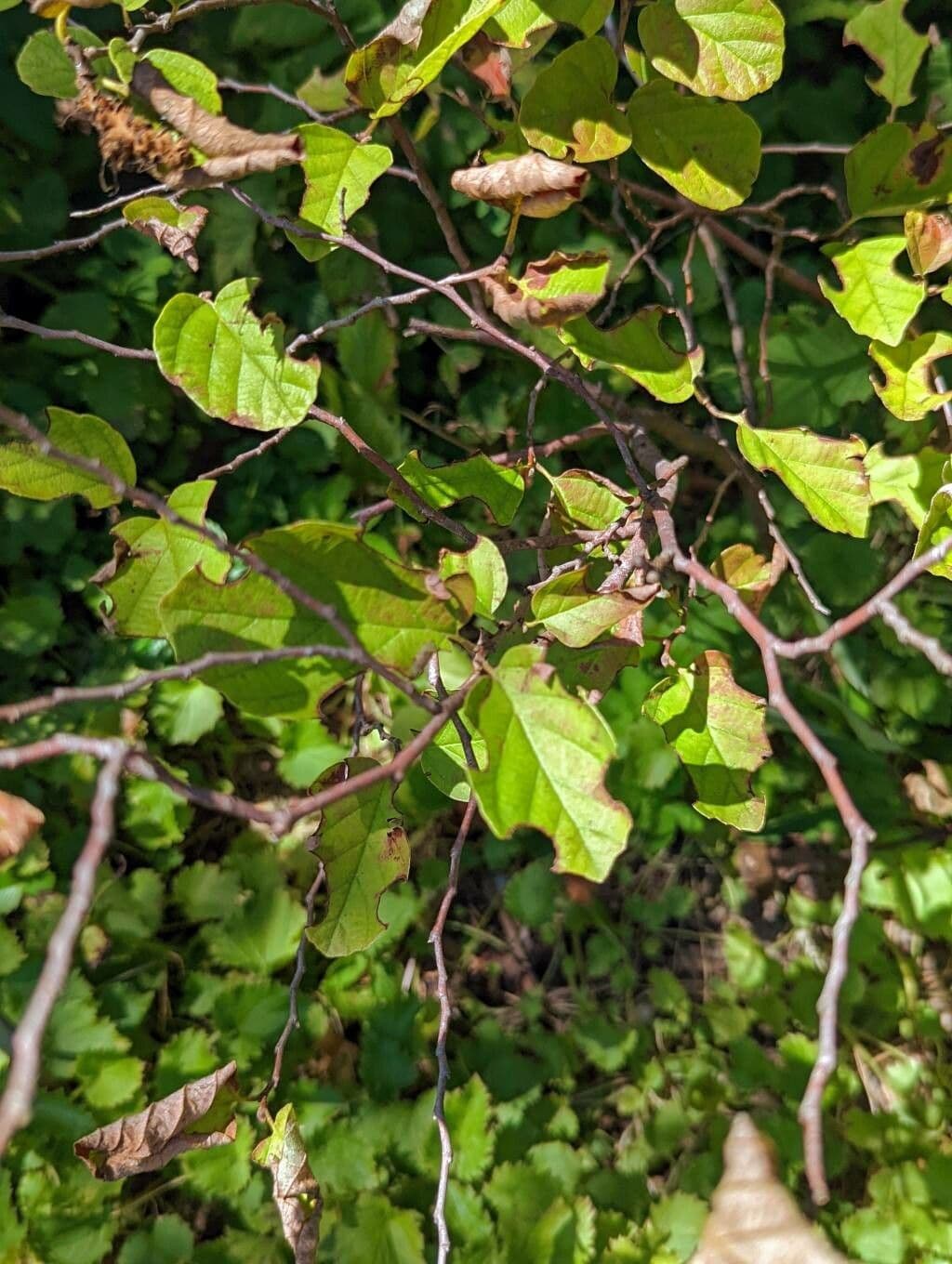 Fothergilla di Garden 25