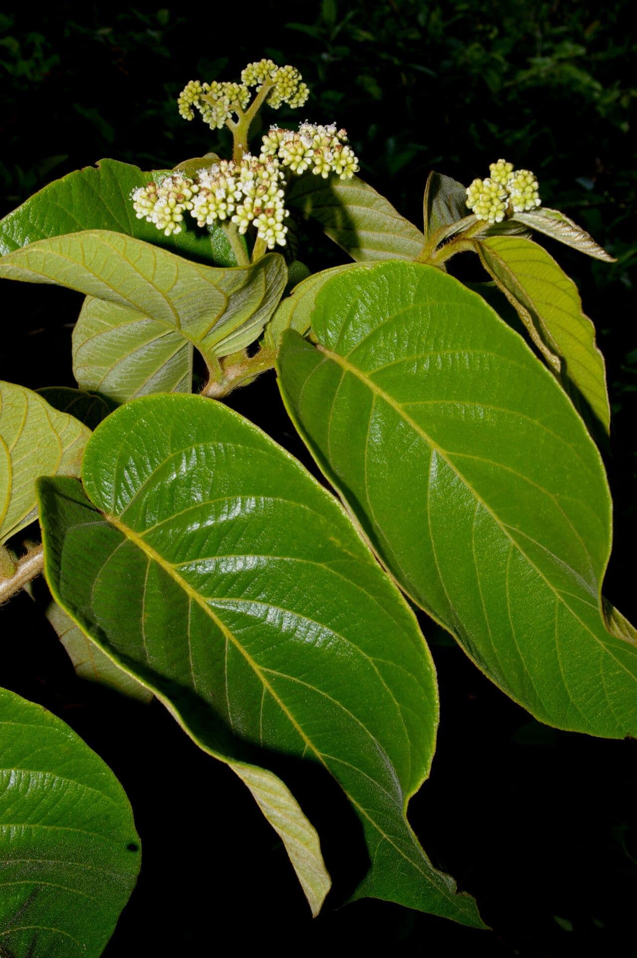 Cordia panamensis 13