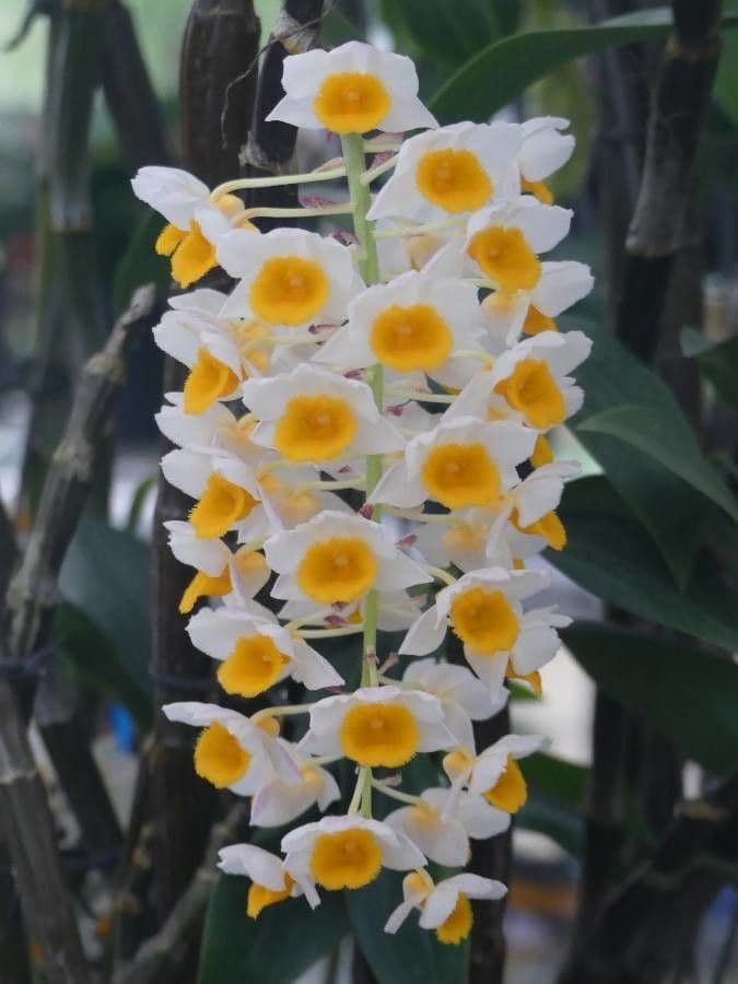 Dendrobium 5