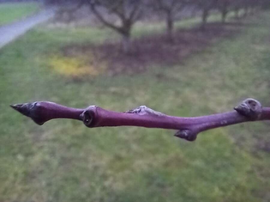 Prugna Damaschina 26