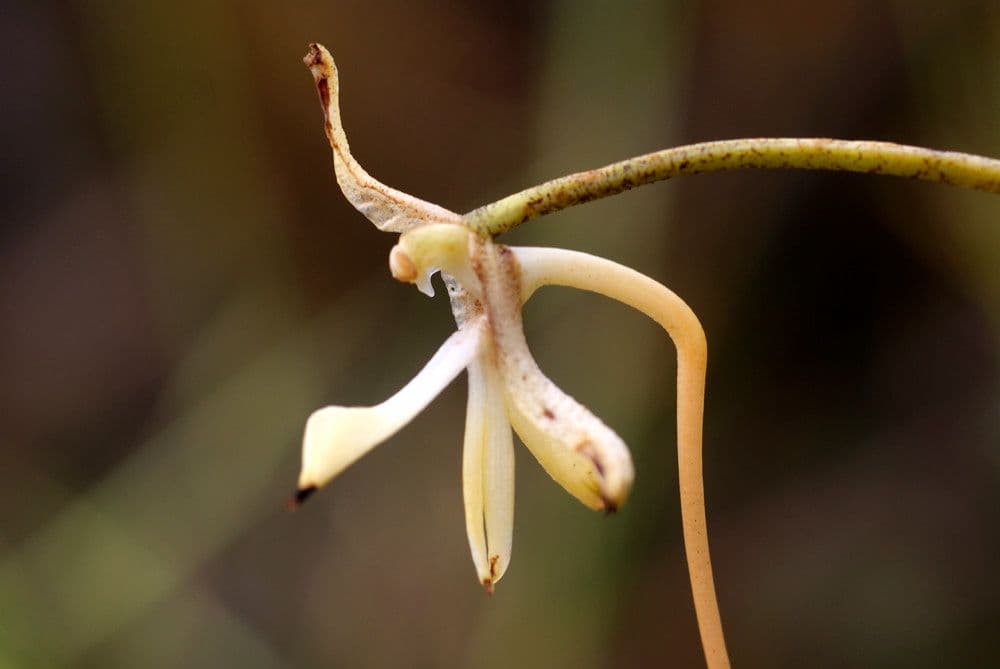Jumellea 2