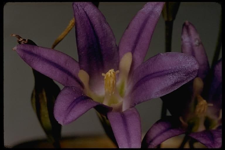 Brodiaea elegans 6
