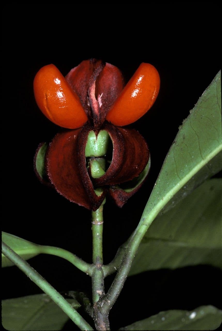 Tovomita 3