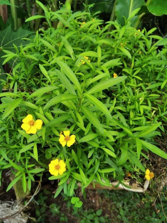 Tagetes 16