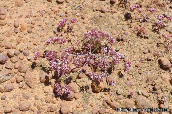 Chorizanthe staticoides 9