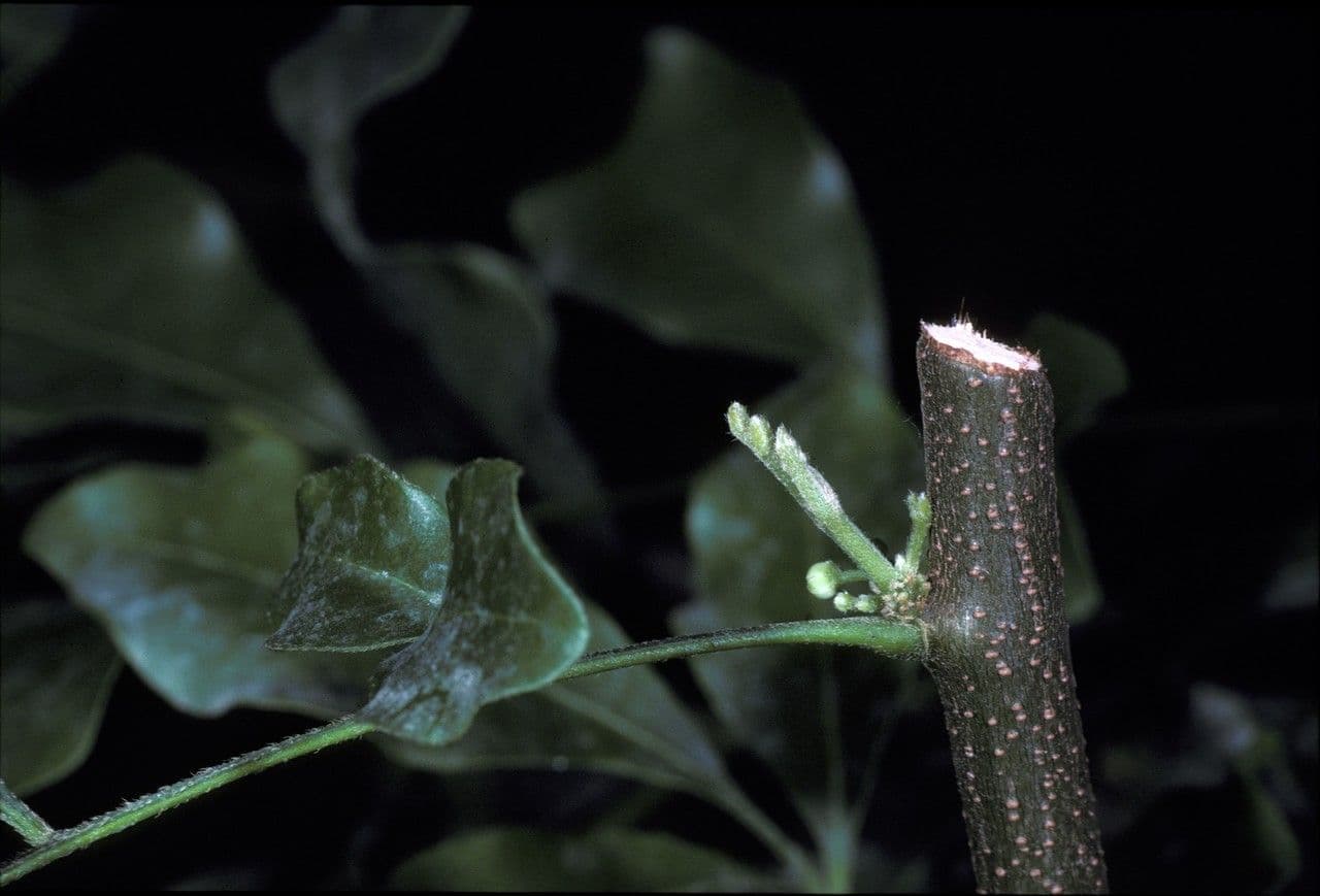 Trichilia havanensis 17