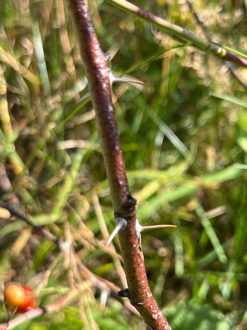 Weiche Rose 22