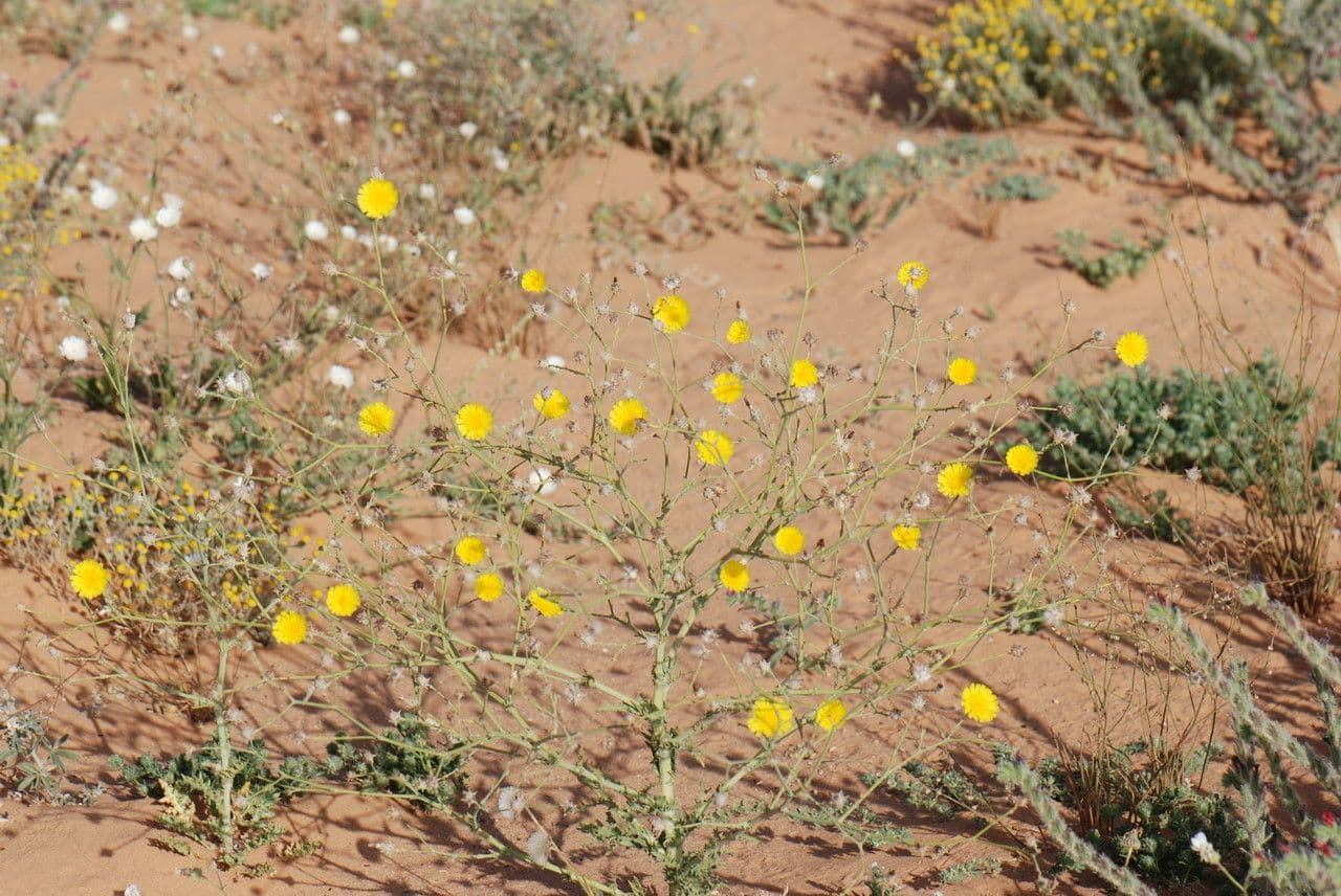 Launea mucronata 23