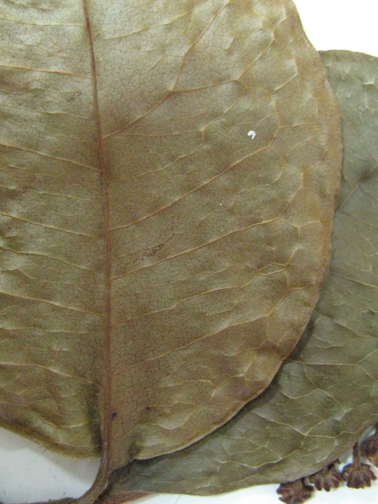 Spachea 5
