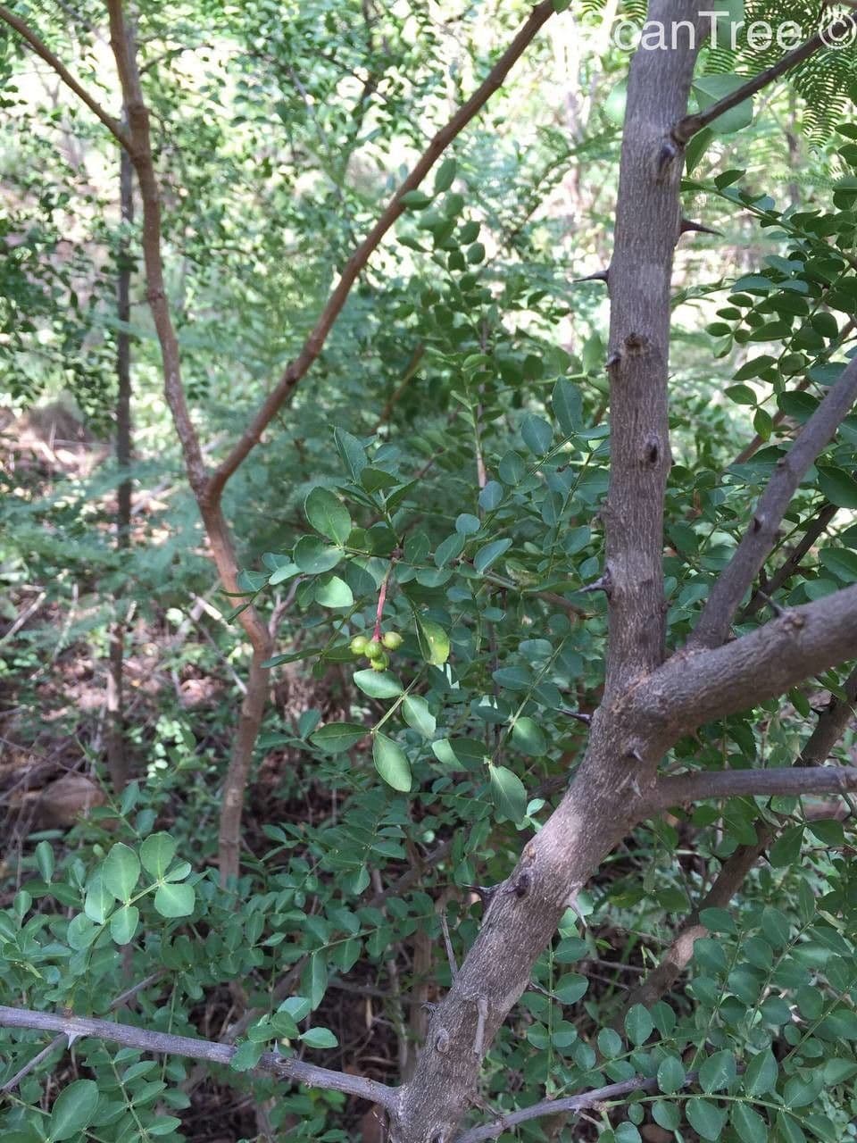 Zanthoxylum 6