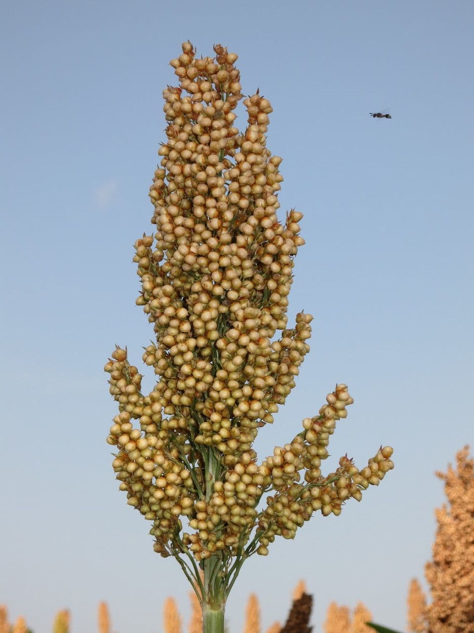 Sorgo 7