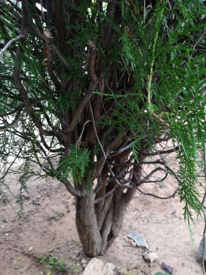 Arborvitae oriental 23