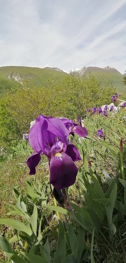 Iris 3