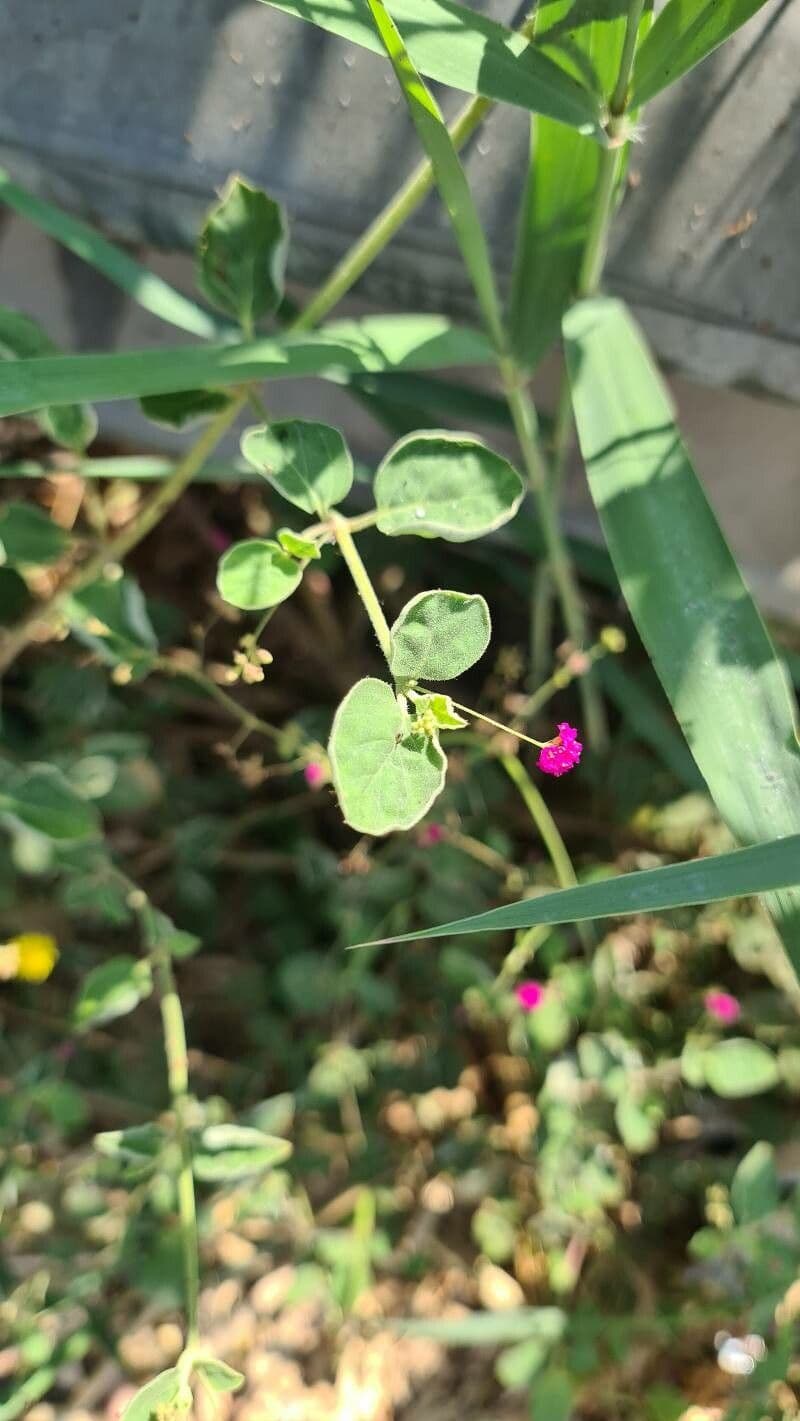 Boerhavia diffusa 23