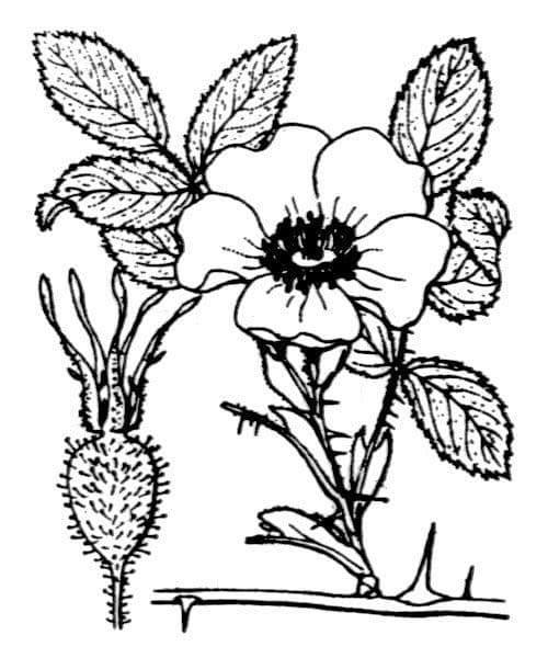 Apfel-Rose 28