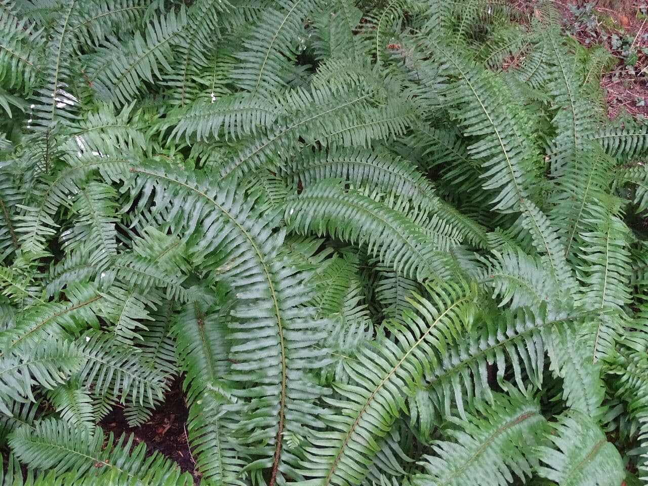 Polystic à épées 14