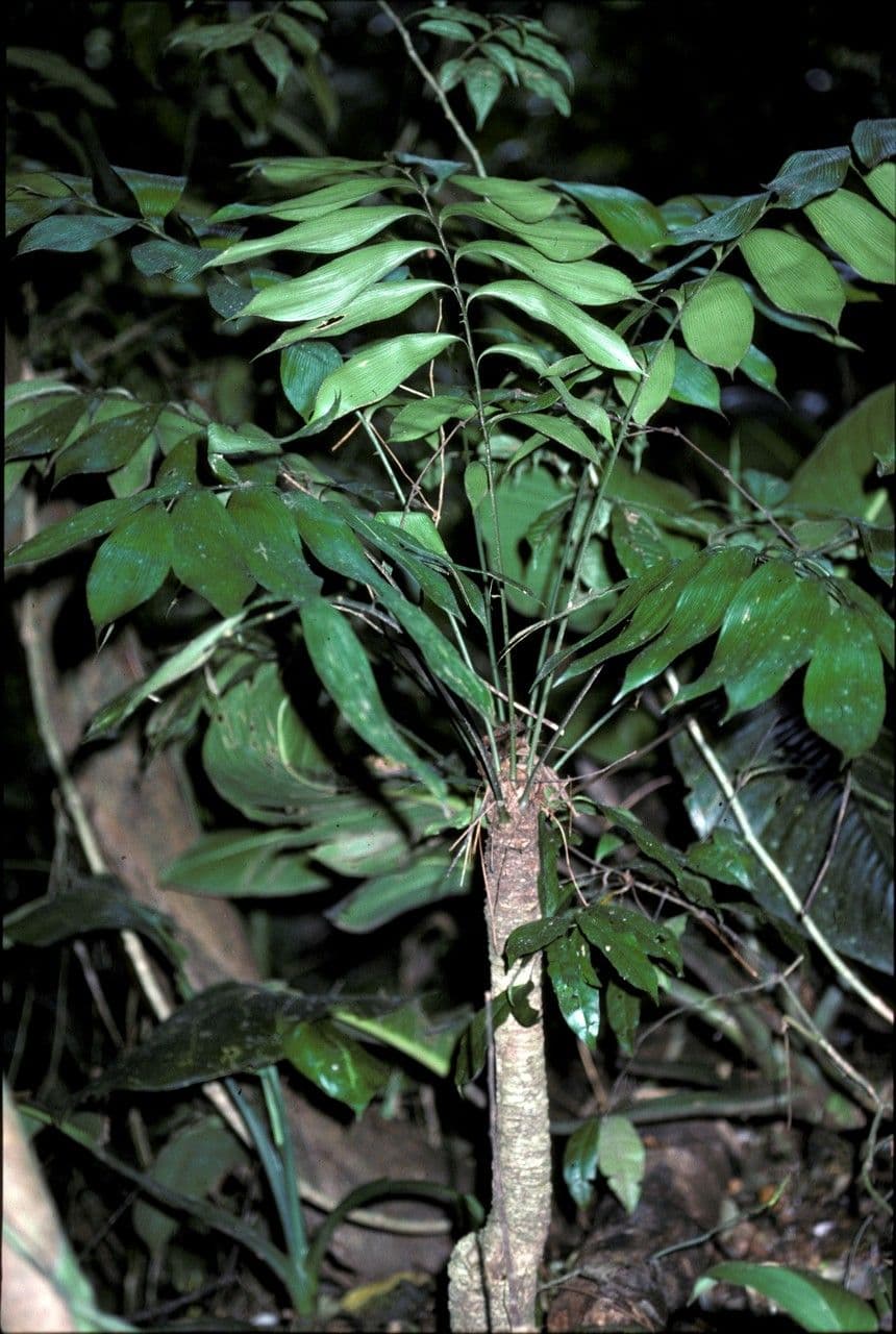 Zamia 3