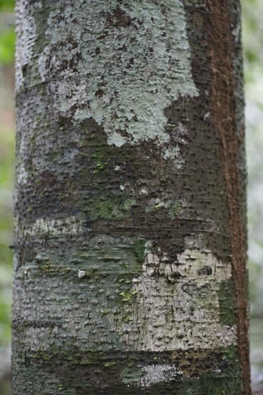 Ocotea 2