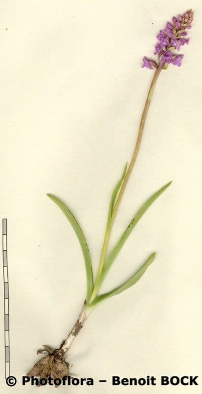 Manina profumata 18