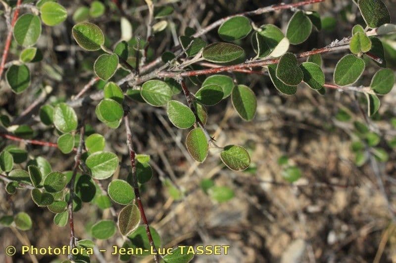 Cotoneaster 14
