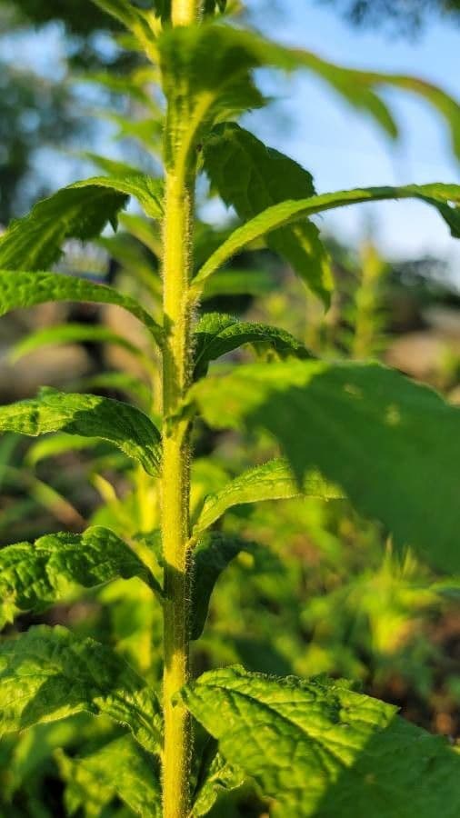 Spirea bianca 21