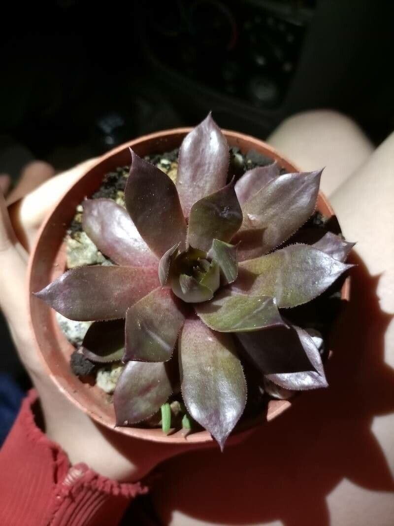 Echeveria 12