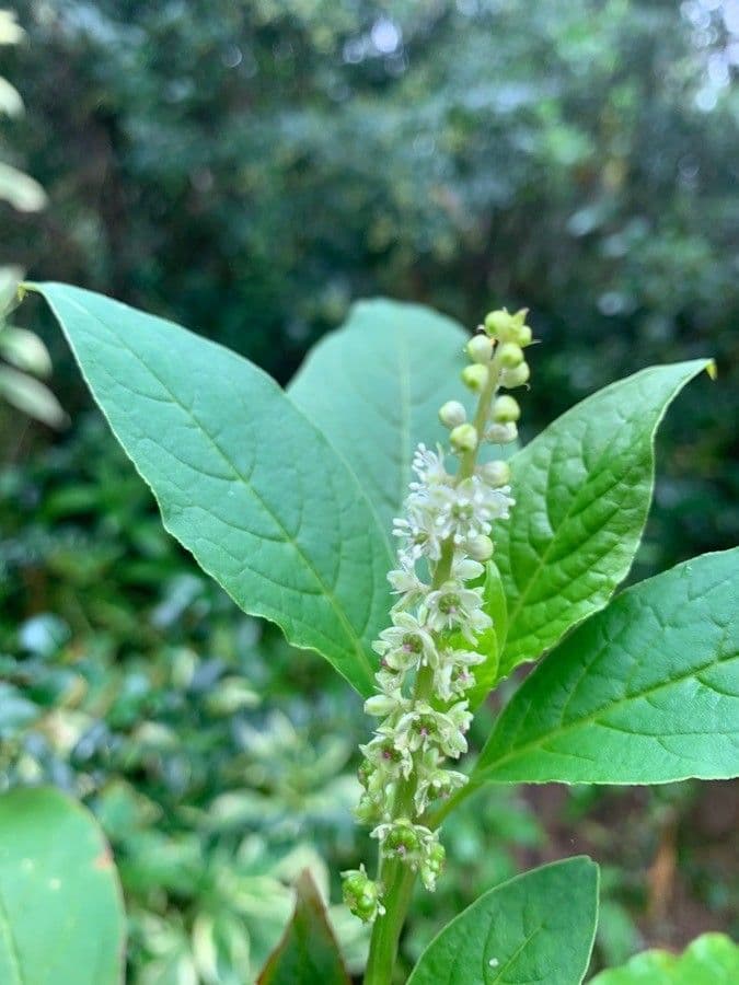 Phytolacca octandra 4