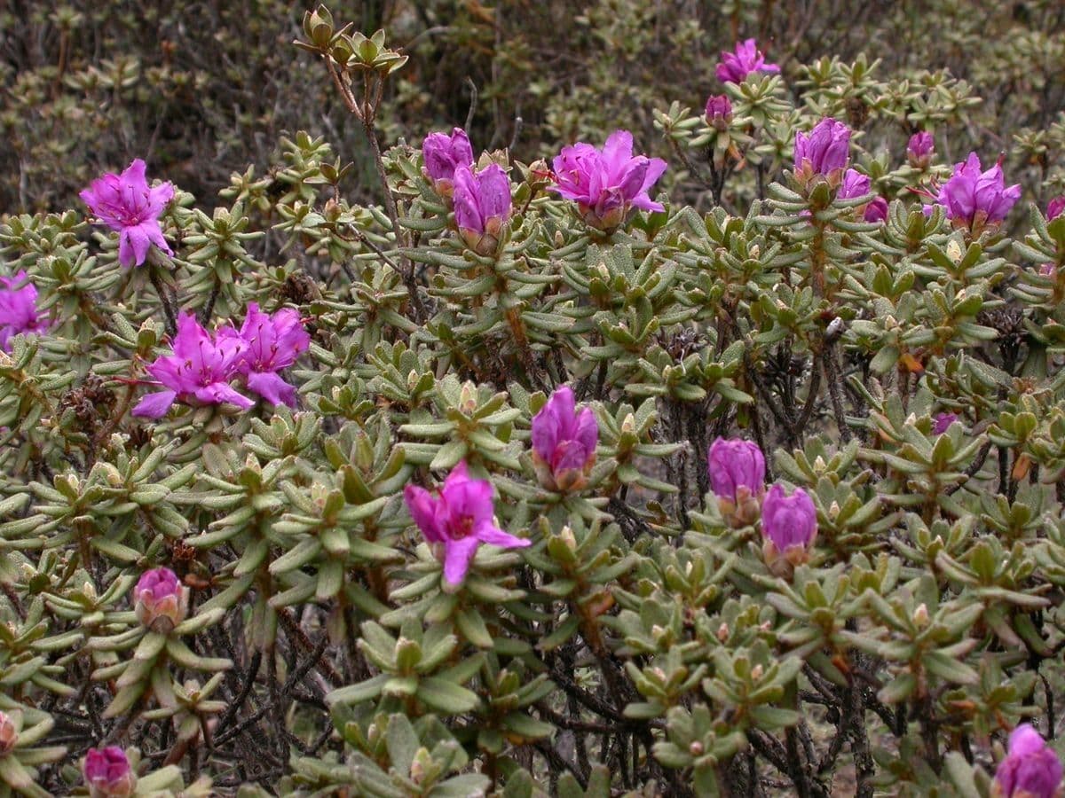 Rododendro setoso 10