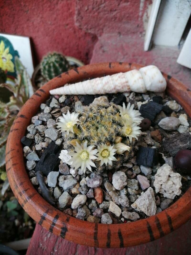 Mammillaria 2