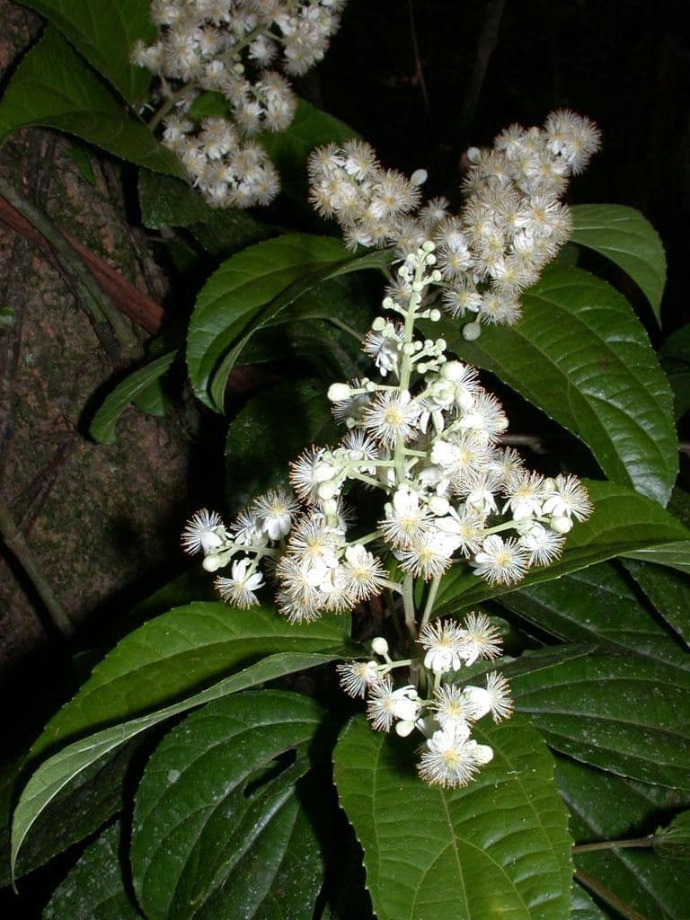 Lindens Pleuranthodendron 21