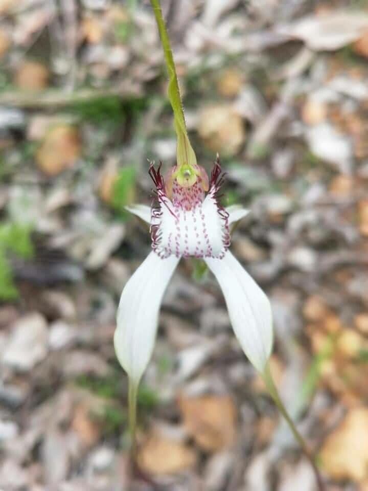 Caladenia