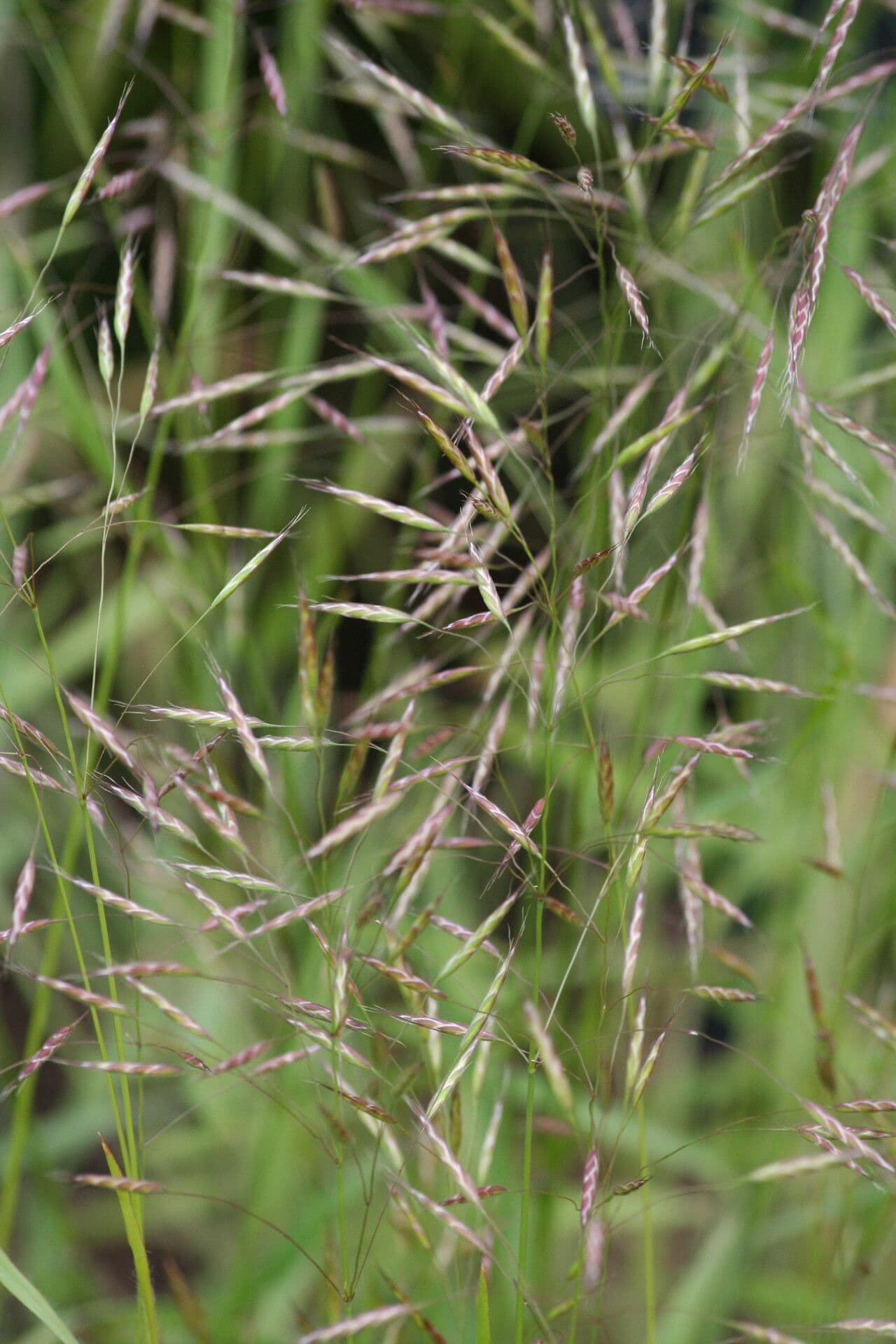 Bromus japonicus 3