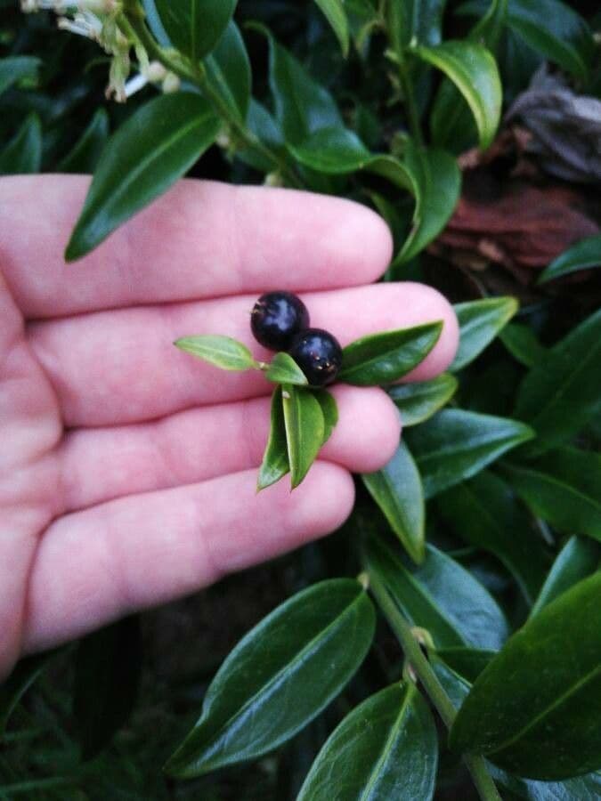 Sarcococca orientale 2