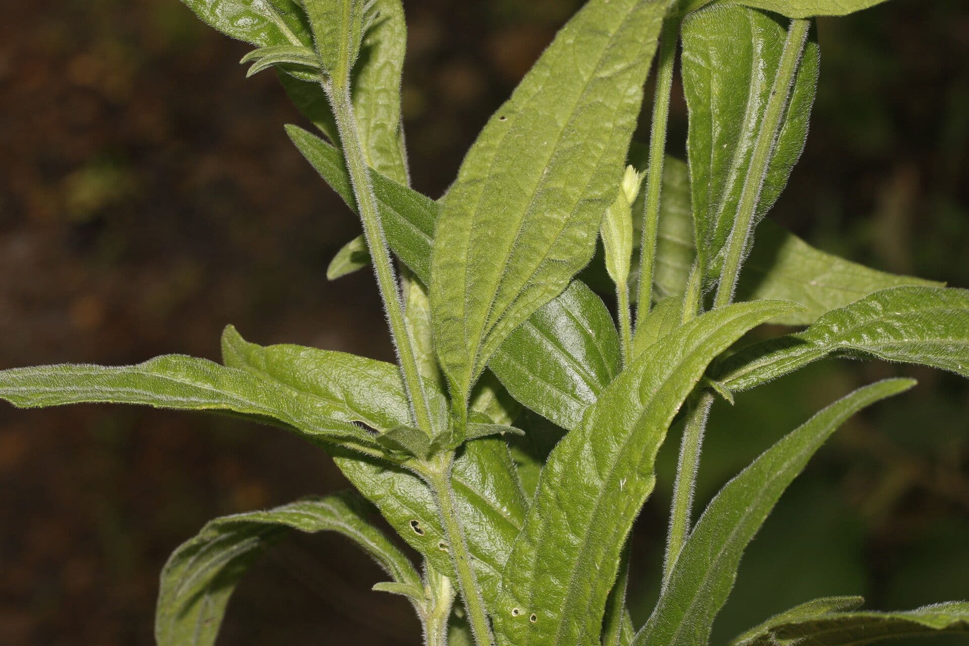 Isocarpha 8