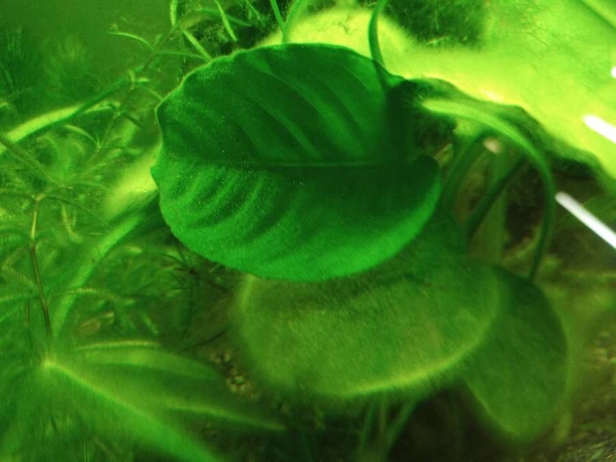 Anubias di Barter 7