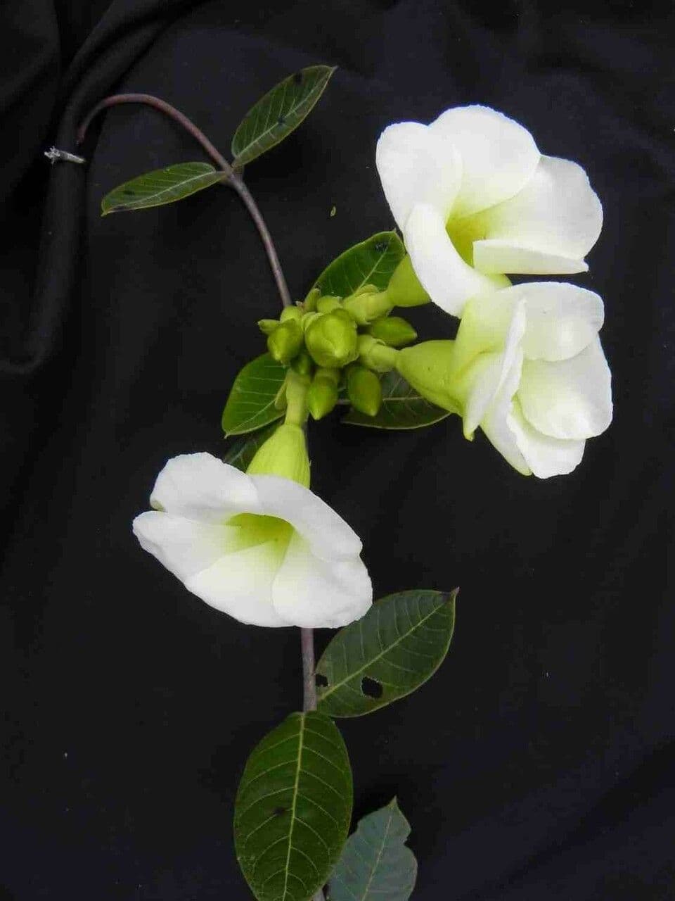 Odontadenia 2