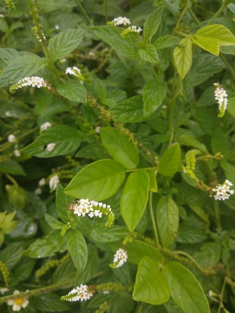 Eliciotropio angiospermo 8