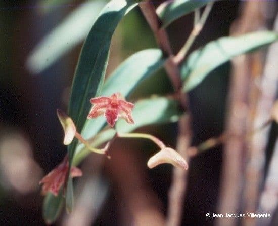 Dendrobium 8