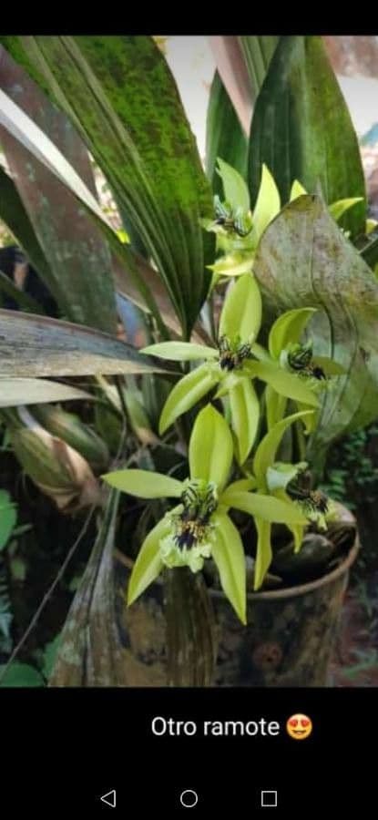 Orchidea nera 2