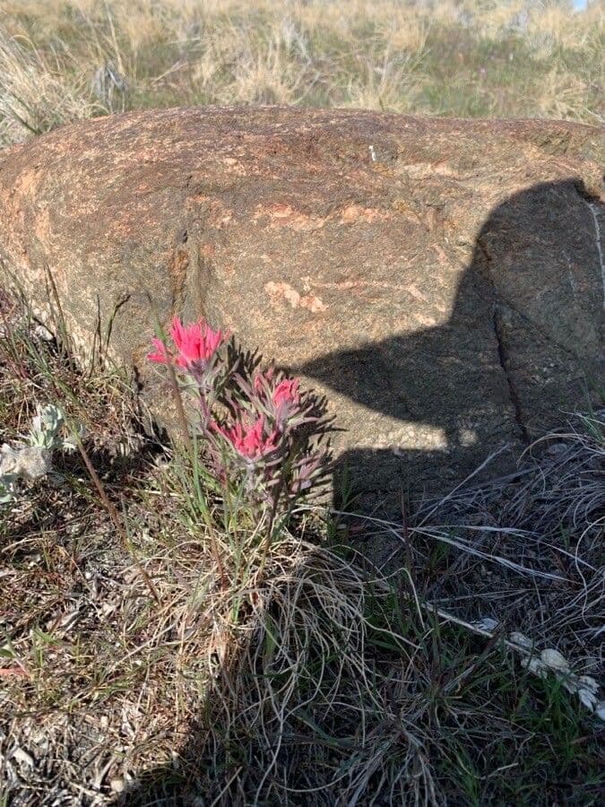 Castilleja angustifolia 2