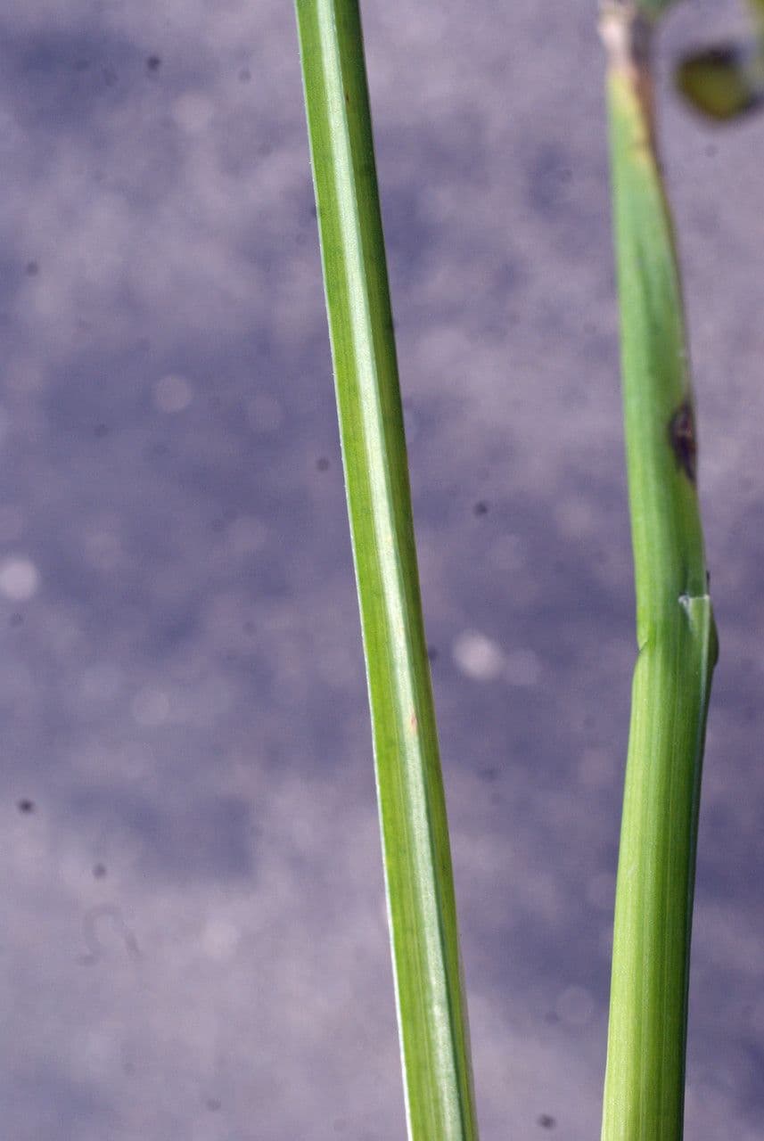 Iris tuberoso 20