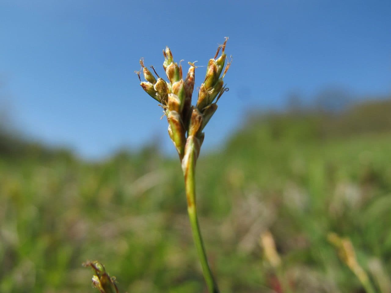 Vogelfuß-Segge