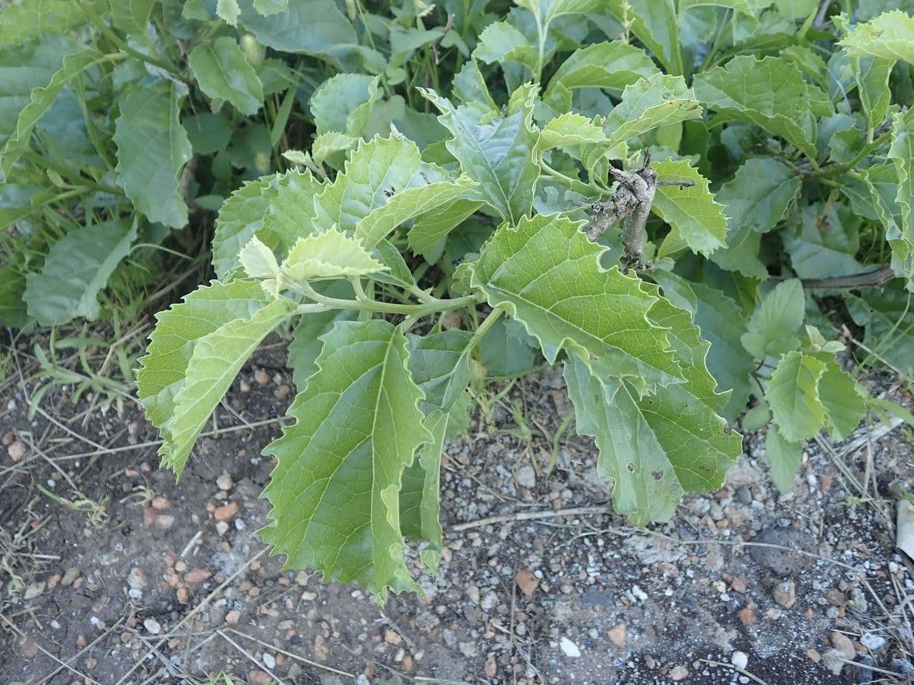 Cordia 10