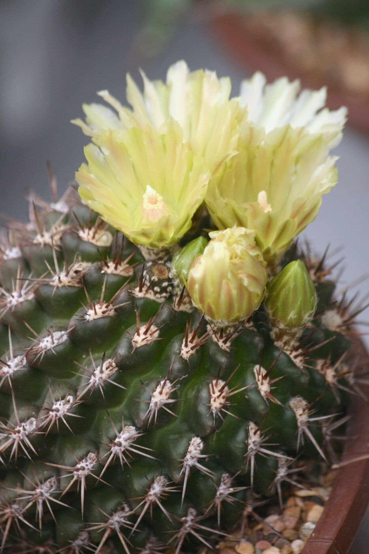 Eriosyce curvispina 2