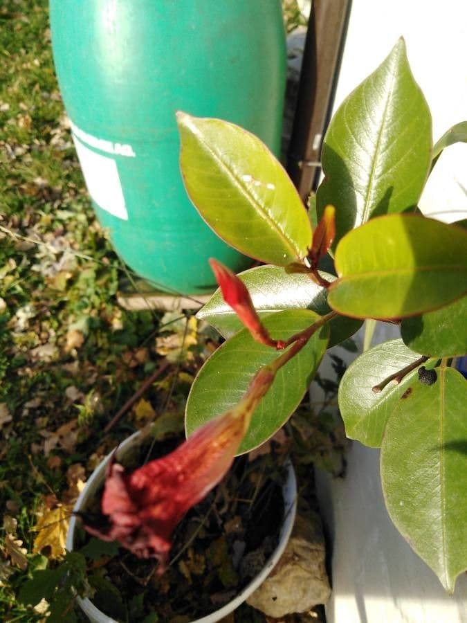 Mandevilla