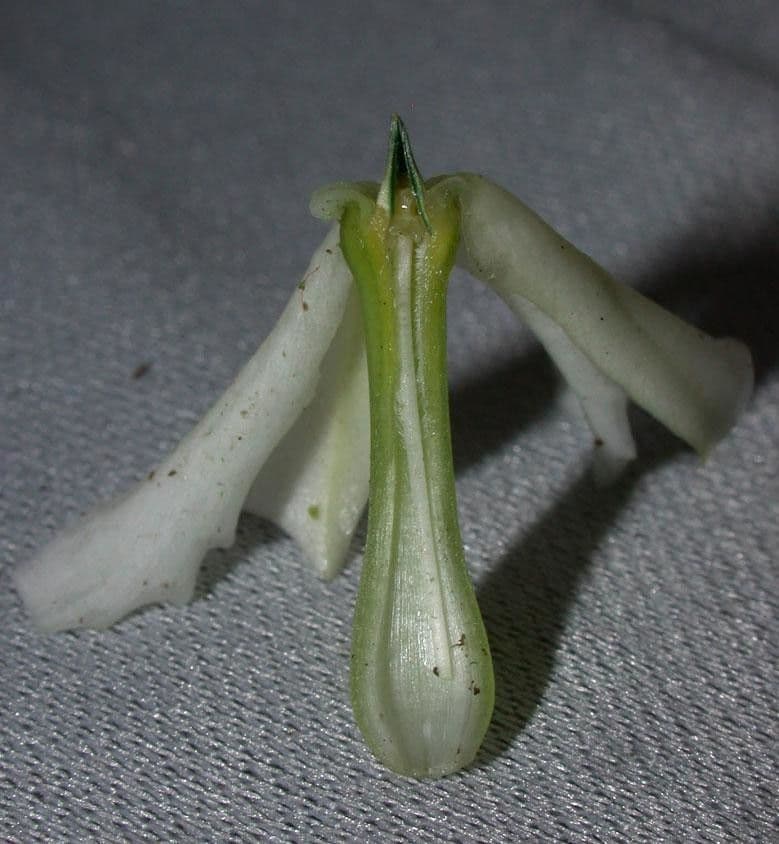 Mandelblättrige Tabernaemontana 3