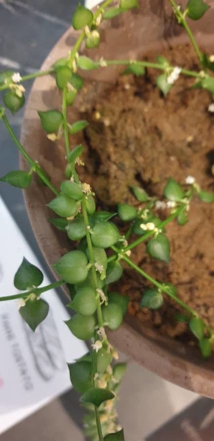 Dischidia ruszczykowata 8