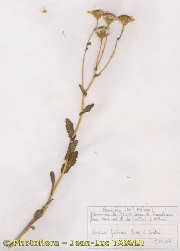 Senecio 6