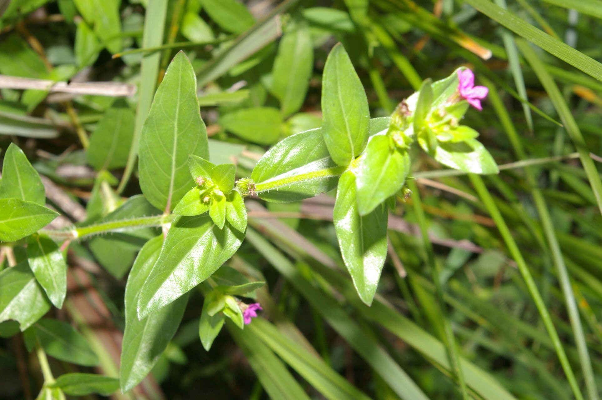 Cuphea carthagenensis